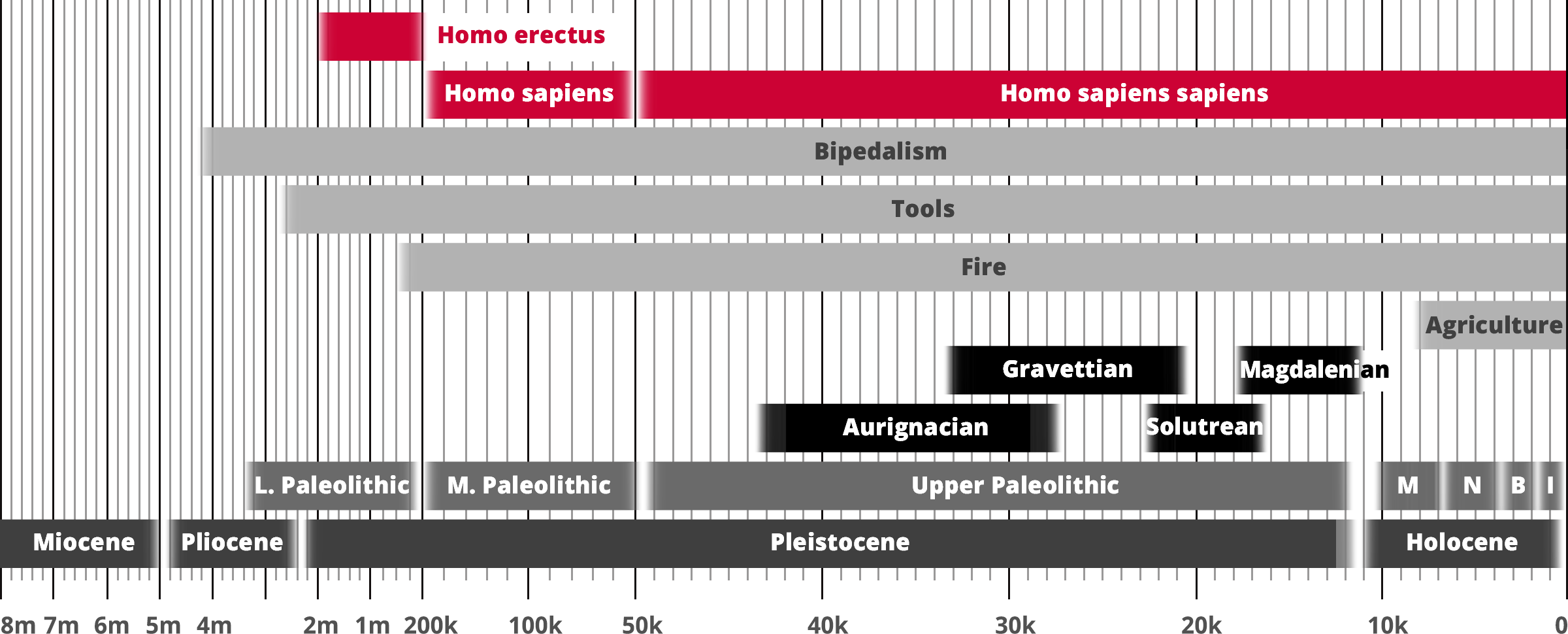 Homo erectus