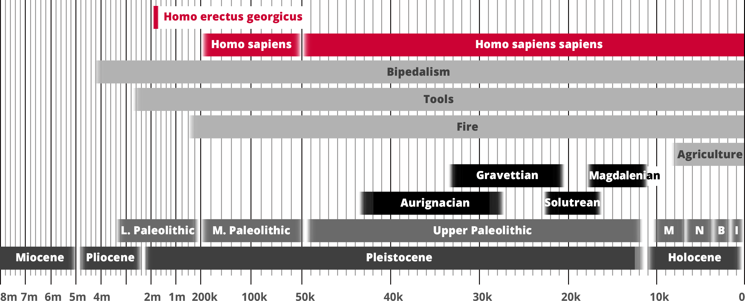 Homo erectus georgicus