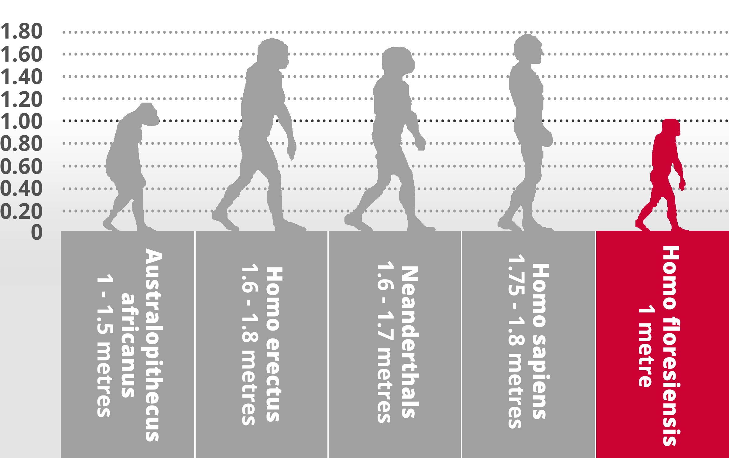 Hominin height comparison