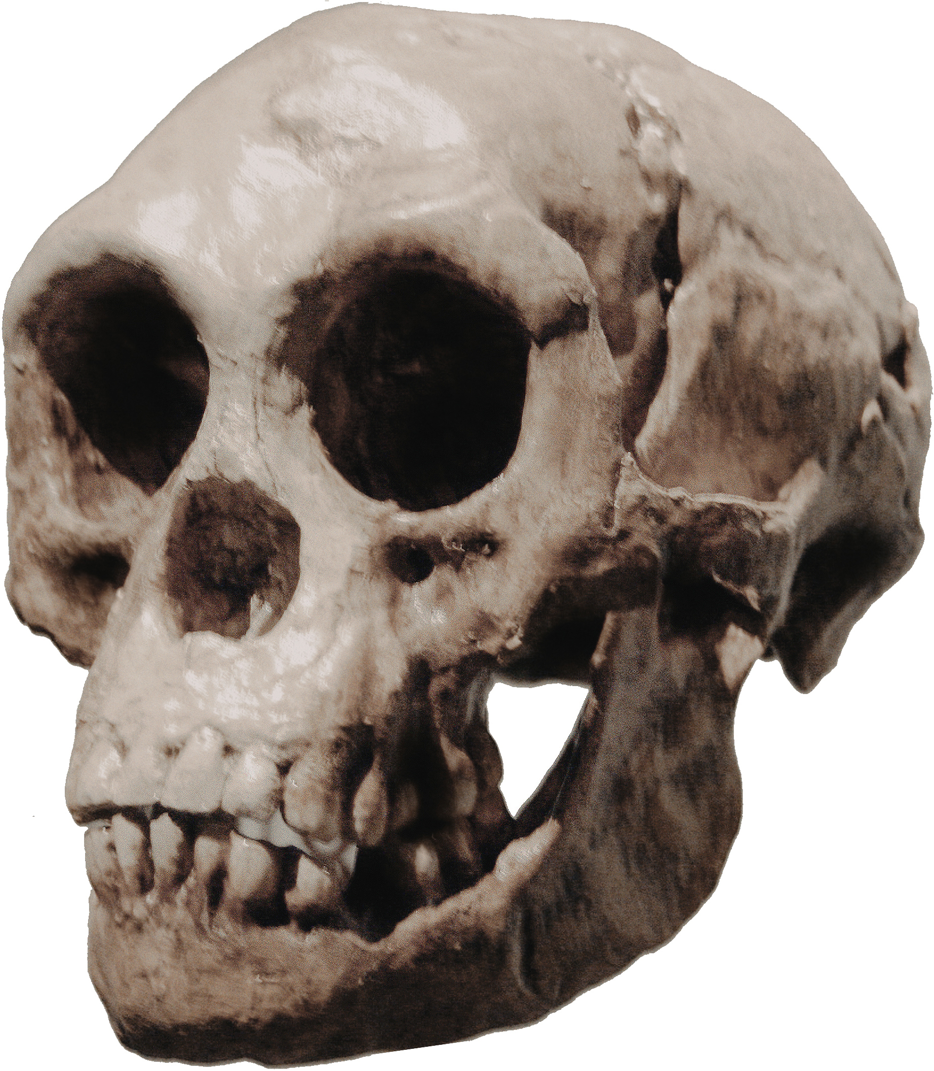 Homo floresiensis Flores Man Flores Flo Hobbit