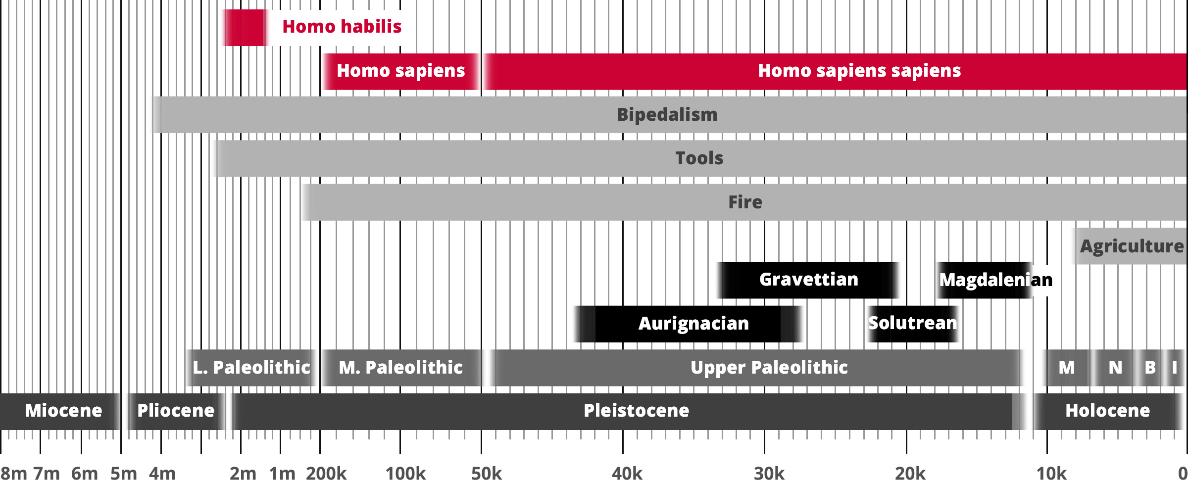 Homo habilis