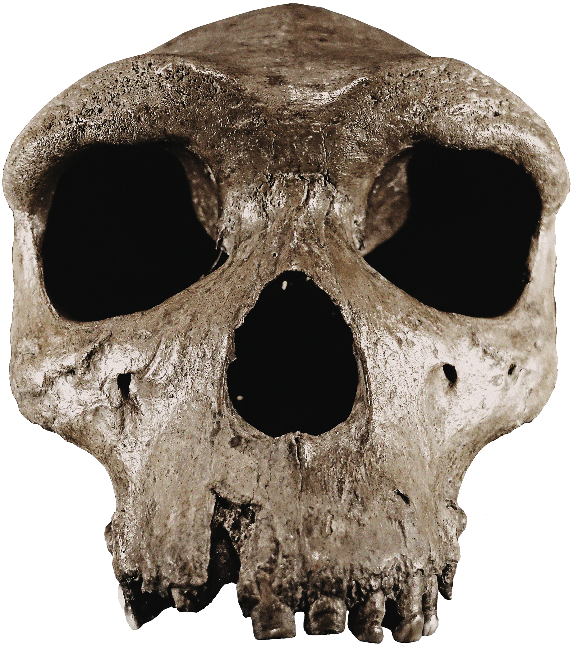 Homo heidelbergensis Heidelberg Man Boxgrove Man