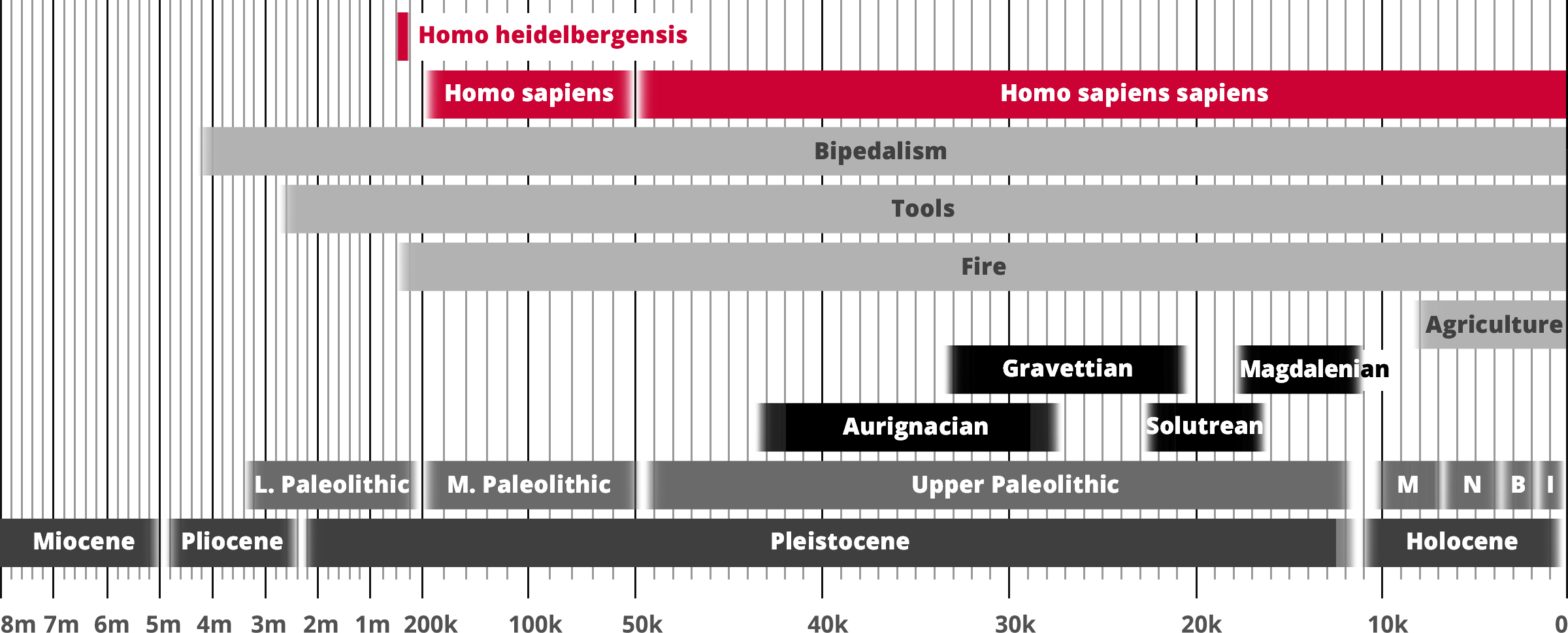 Homo heidelbergensis