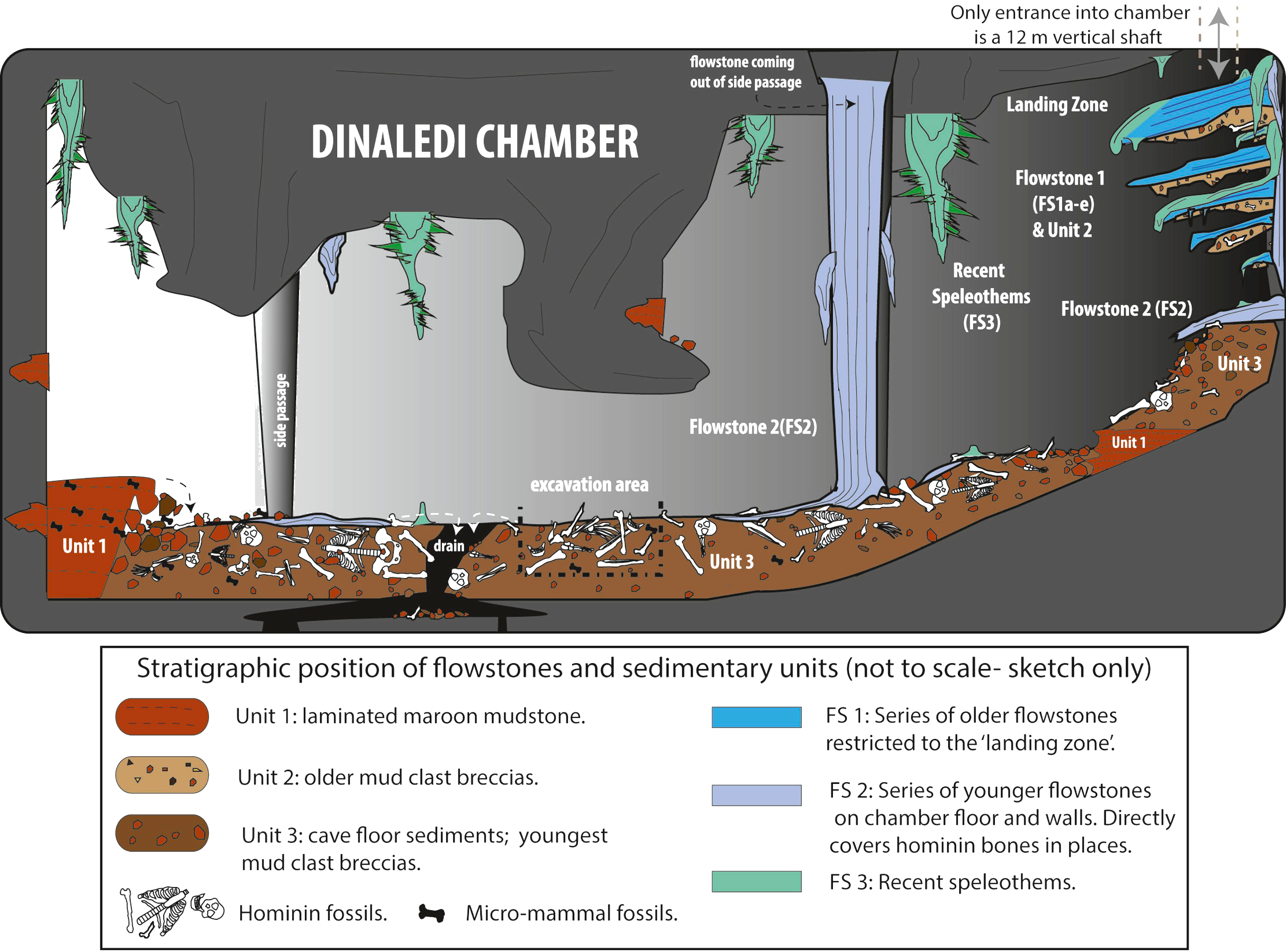 Homo naledi