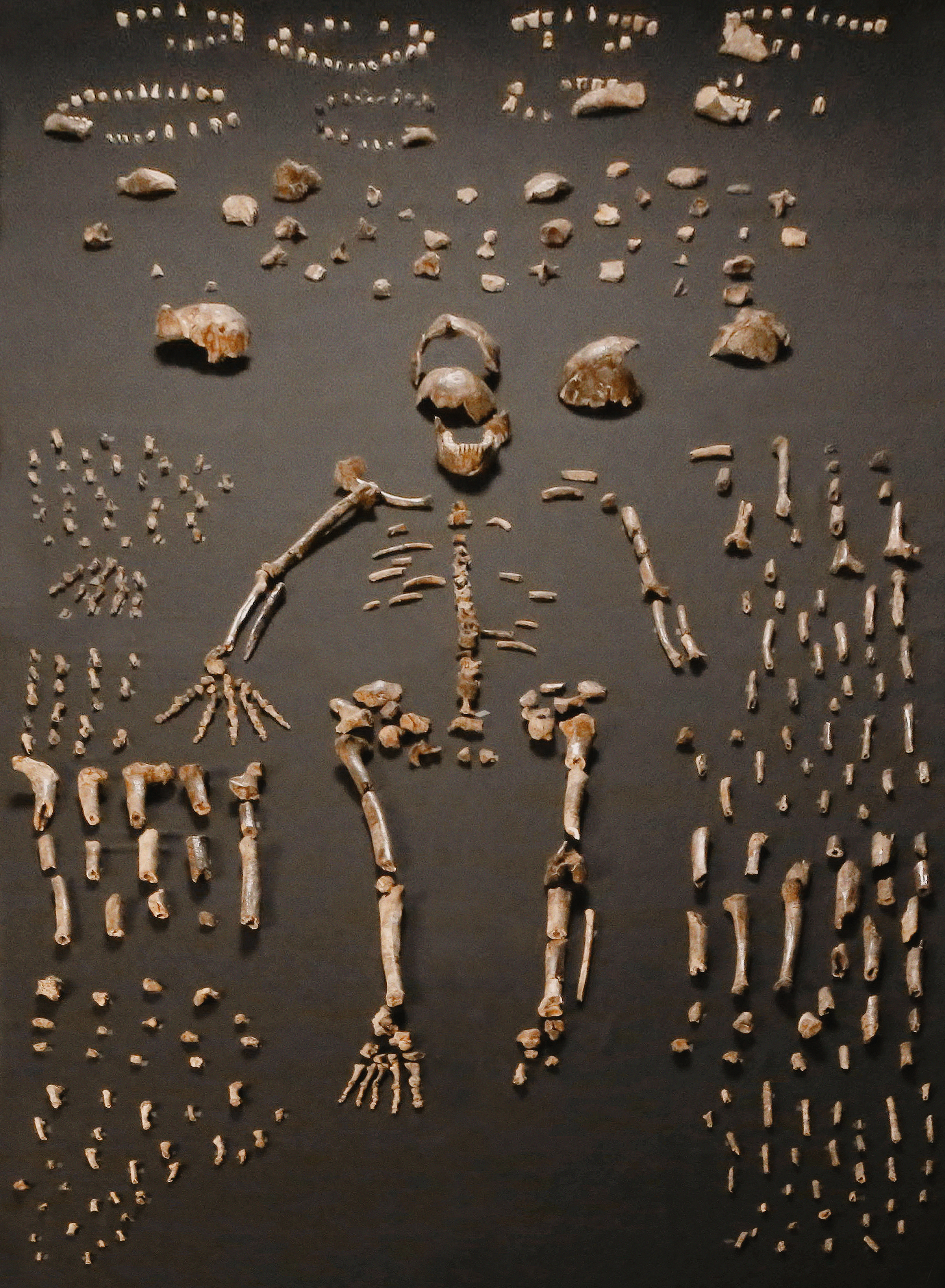 Homo naledi Dinaledi skeletal specimens