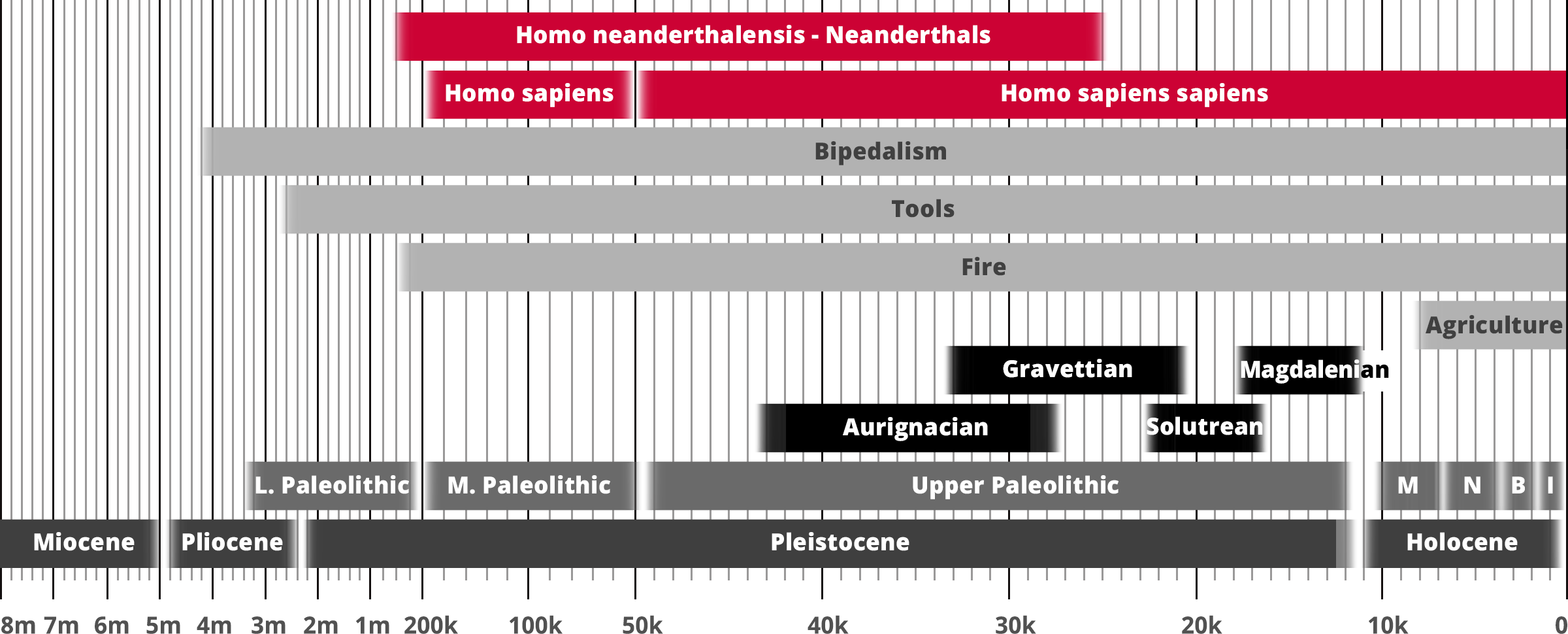 Homo neanderthalensis - Neanderthals