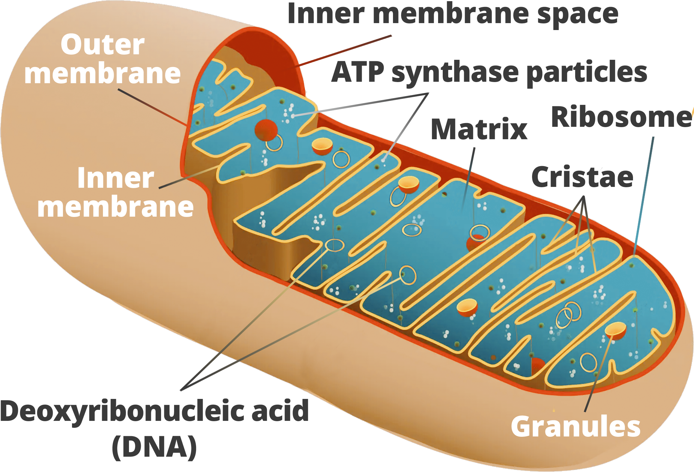 Mitochondrial DNA has demonstrated that the greatest level of genetic diversity in modern humans occurs within the African continent