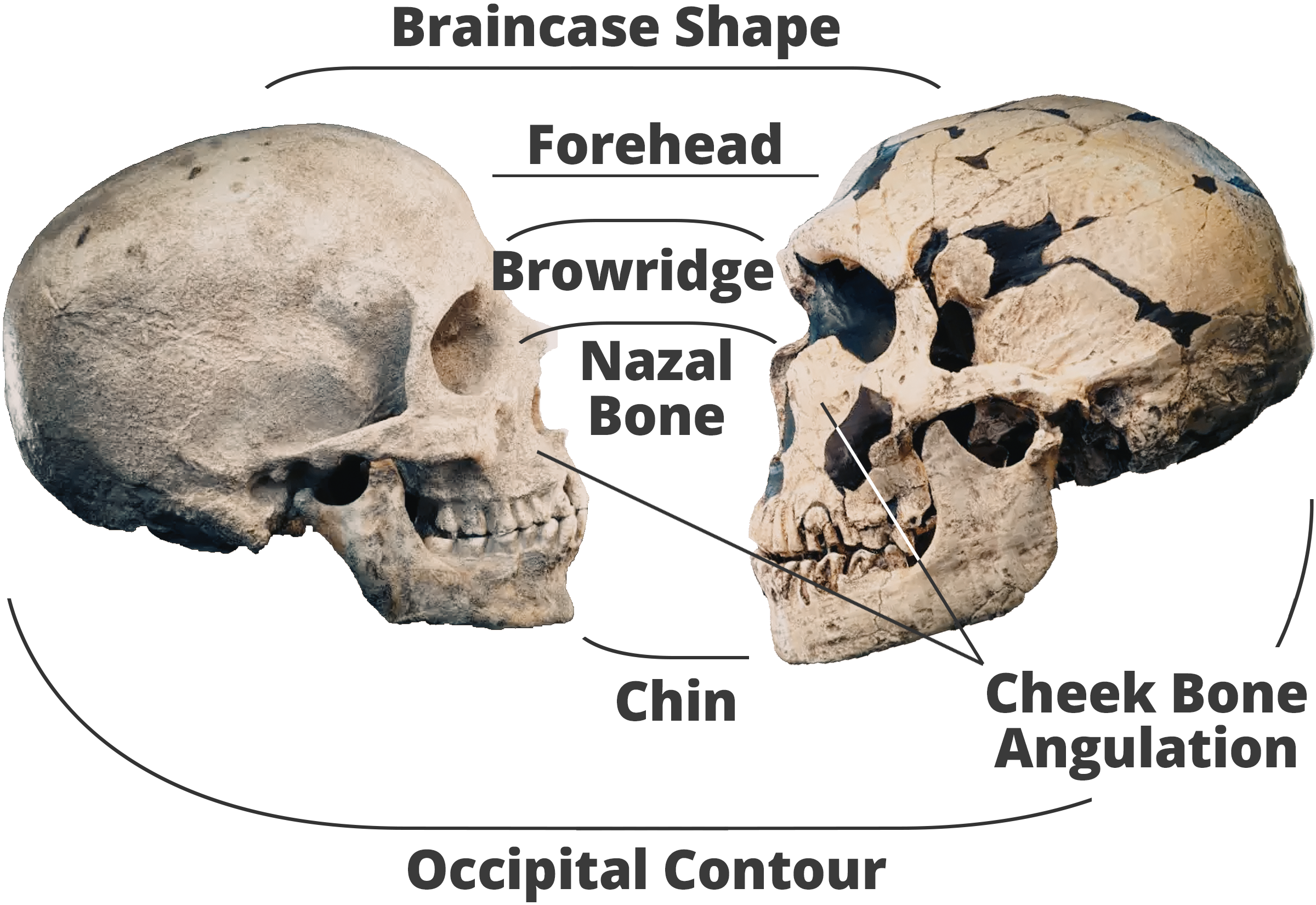 Anatomical comparison of the skulls of Homo sapiens sapiens (modern humans) and Homo neanderthalensis (right)