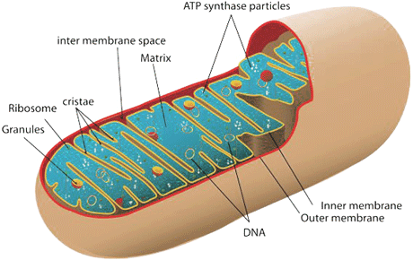 Homo sapiens Mitochondrial DNA Modern Humans