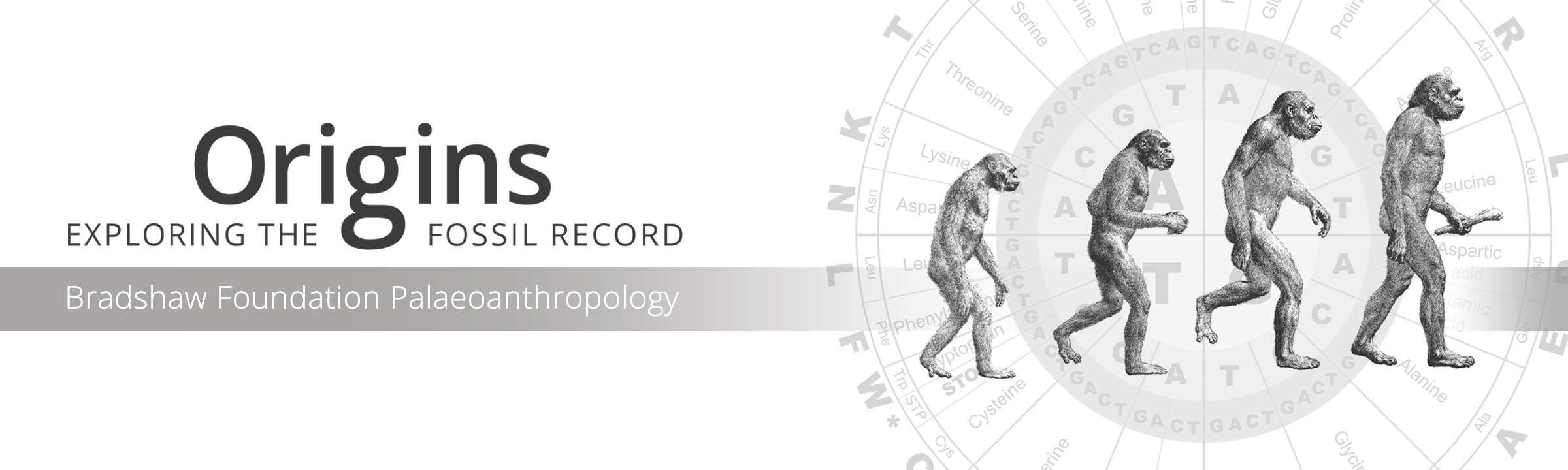 Origins Exploring the Fossil Record Bradshaw Foundation Palaeoanthropology Human Evolution Prehistory Fossils Artifacts Anthropology Species Hominids Hominin