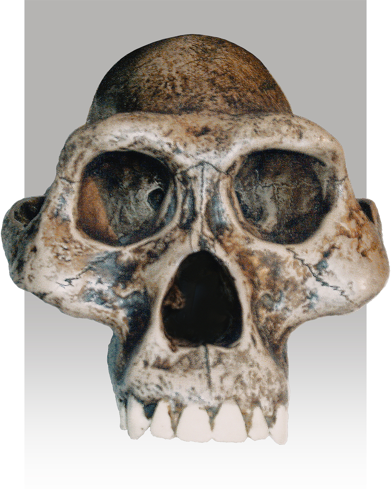 Australopithecus afarensis