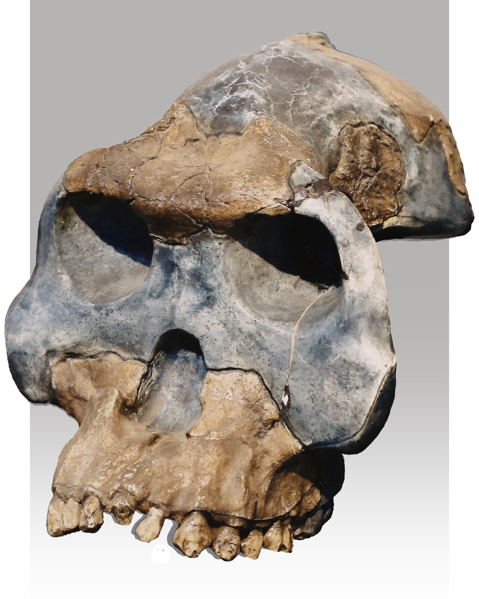 Australopithecus garhi