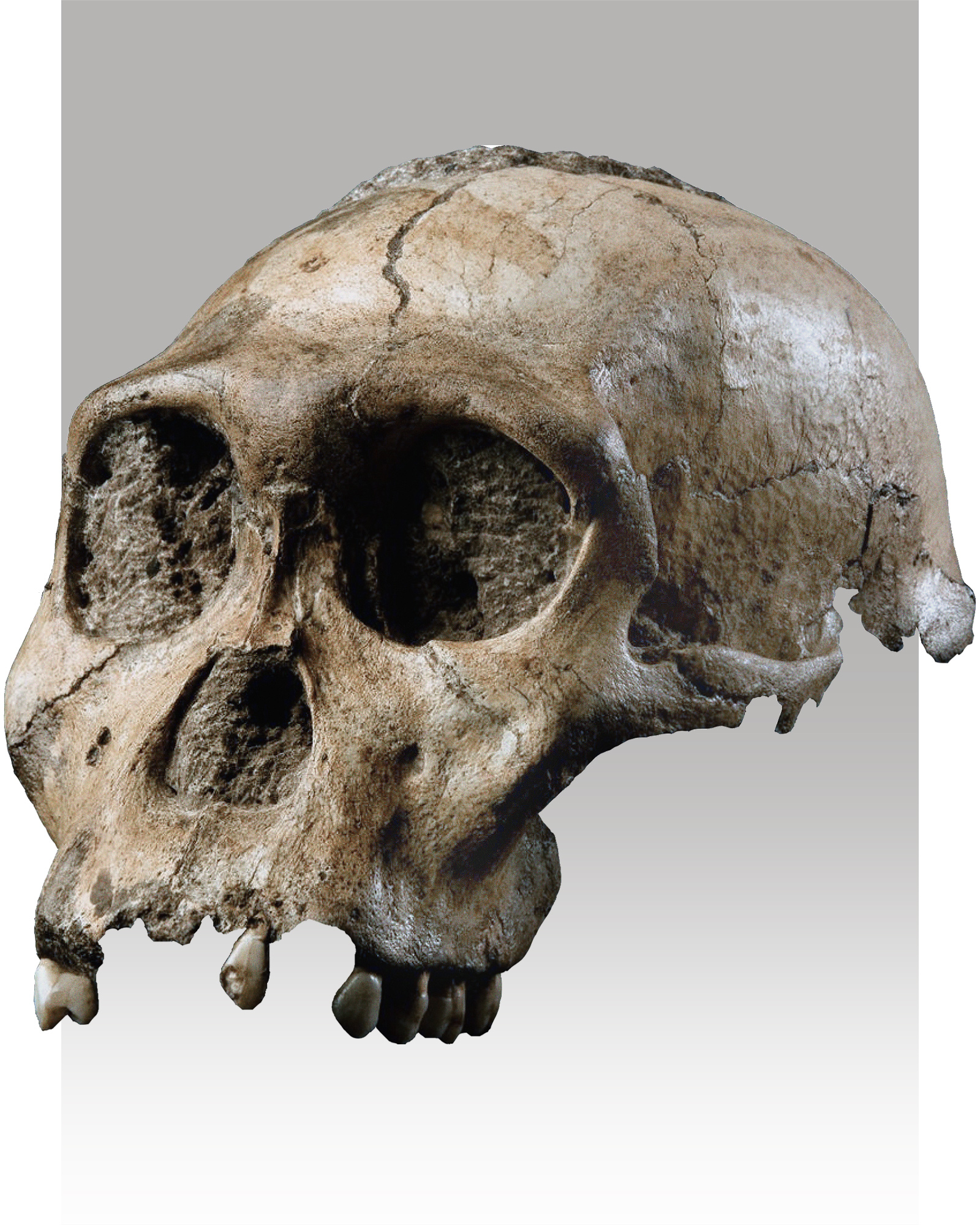 Australopithecus sediba