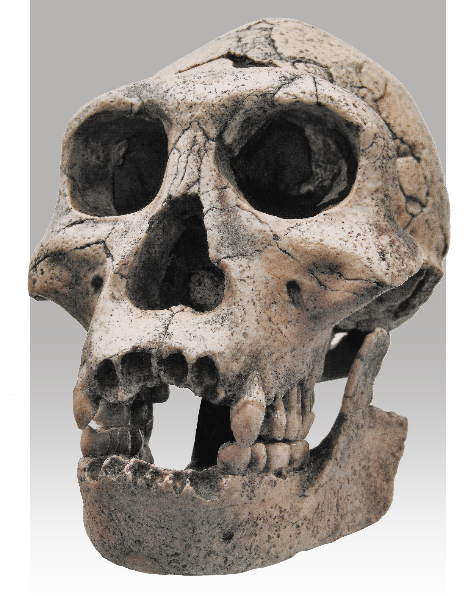 Homo erectus georgicus