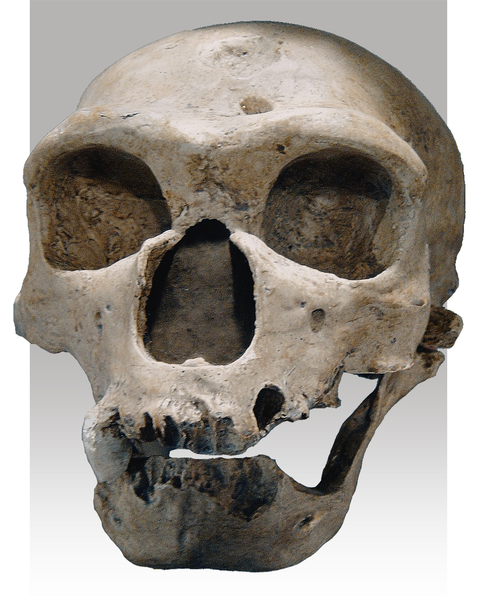 Homo neanderthalensis