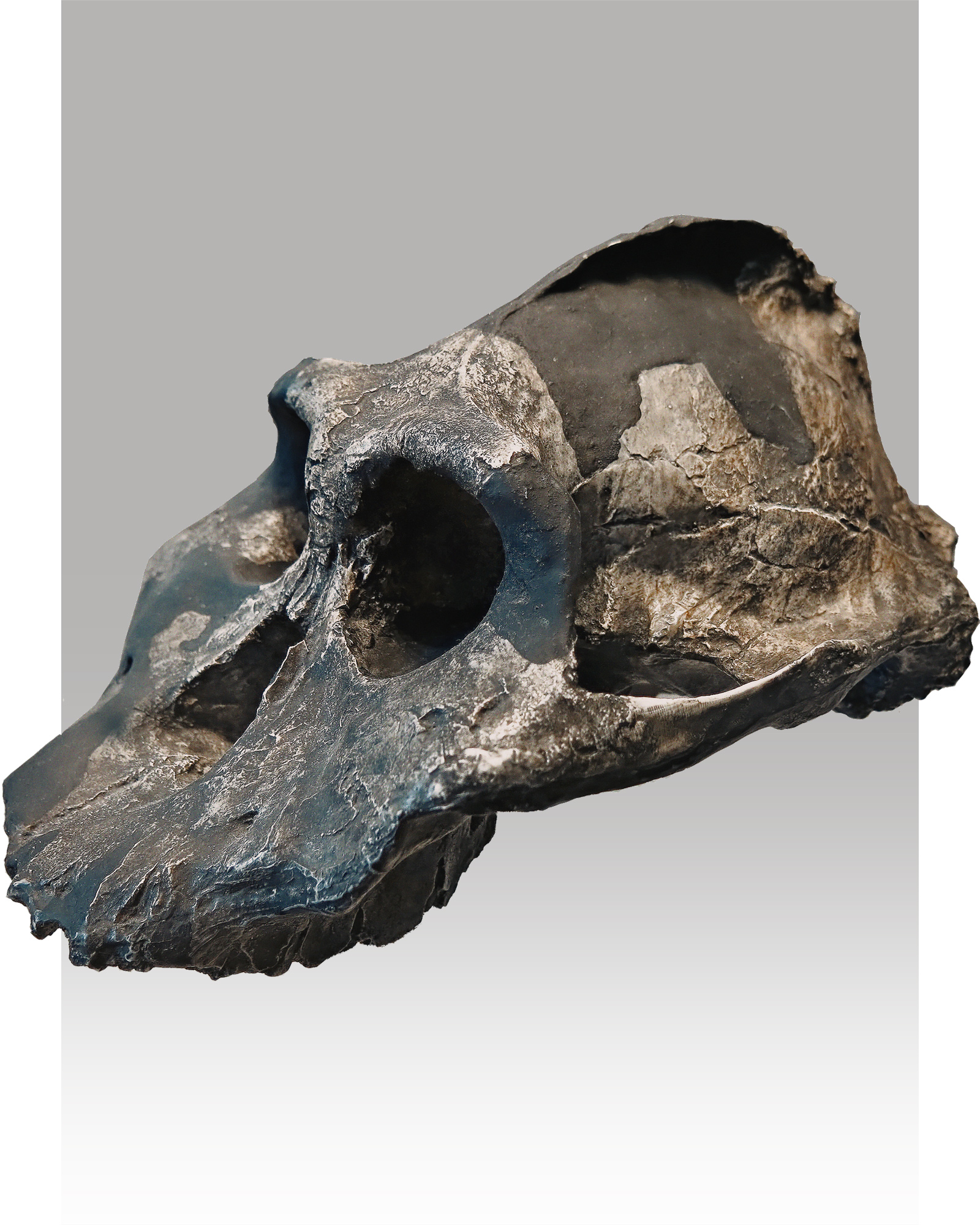 Paranthropus aethiopicus