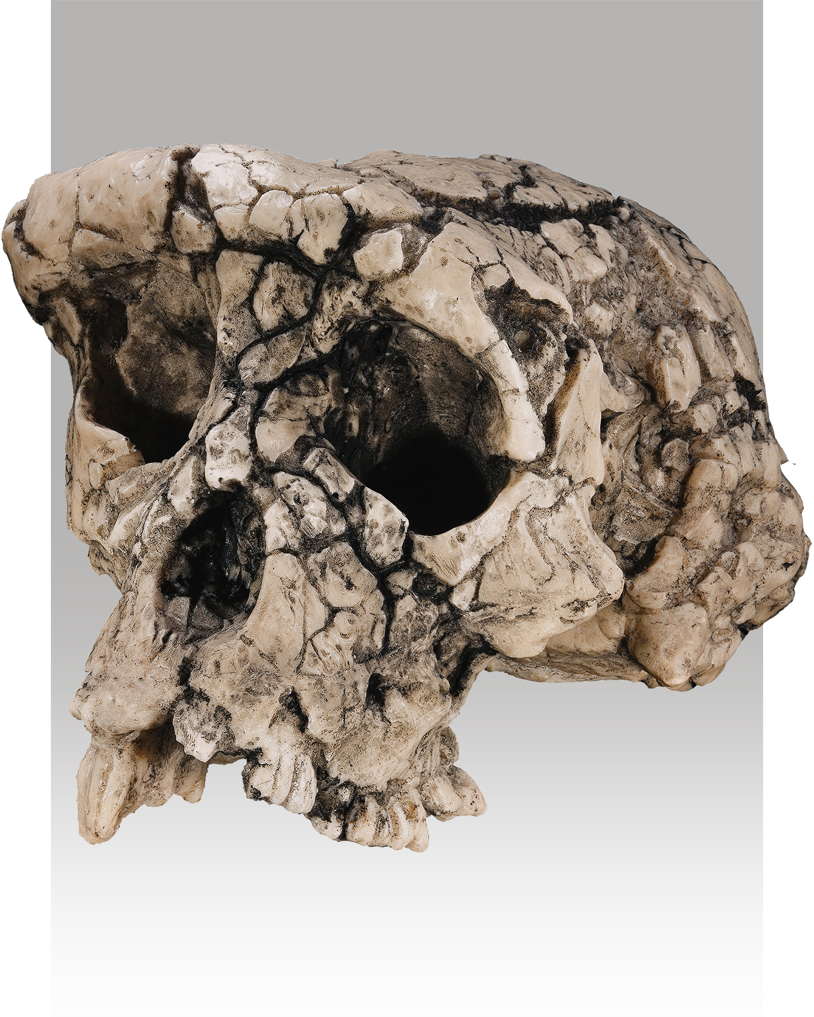 Sahelanthropus tchadensis