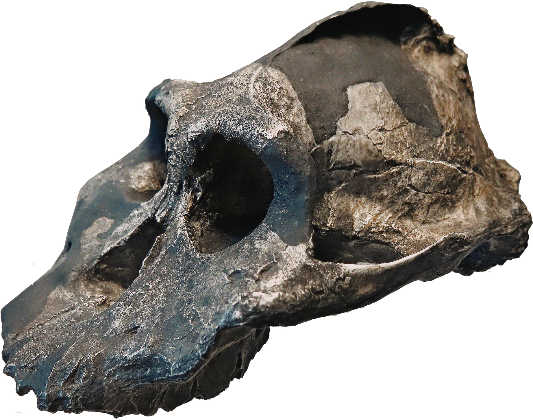 Paranthropus aethiopicus