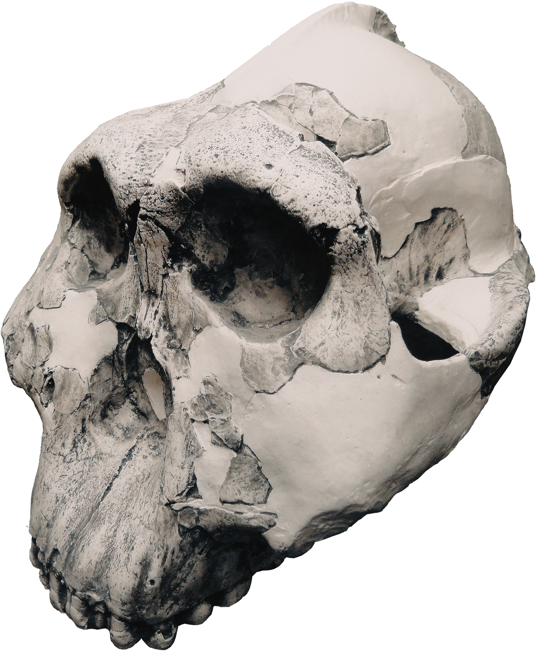 Paranthropus boisei