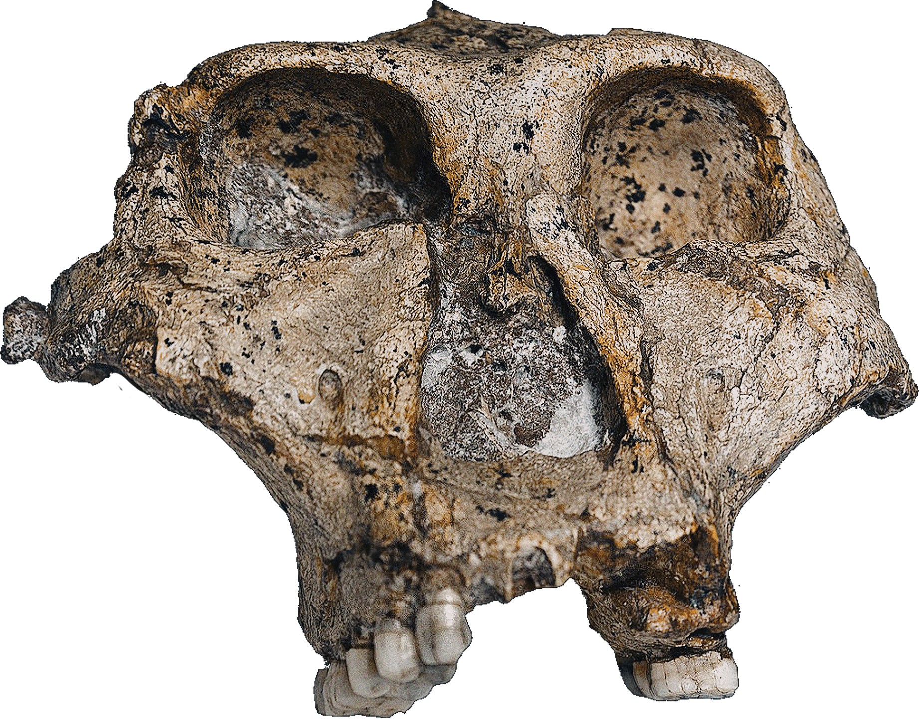 Paranthropus robustus