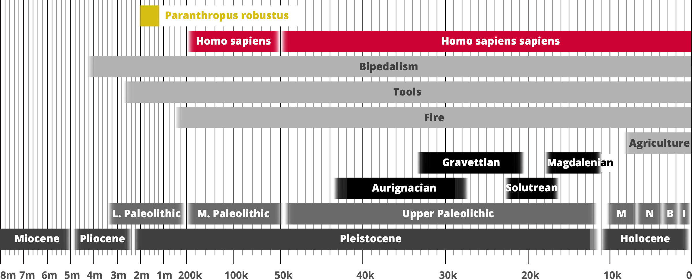 Paranthropus robustus