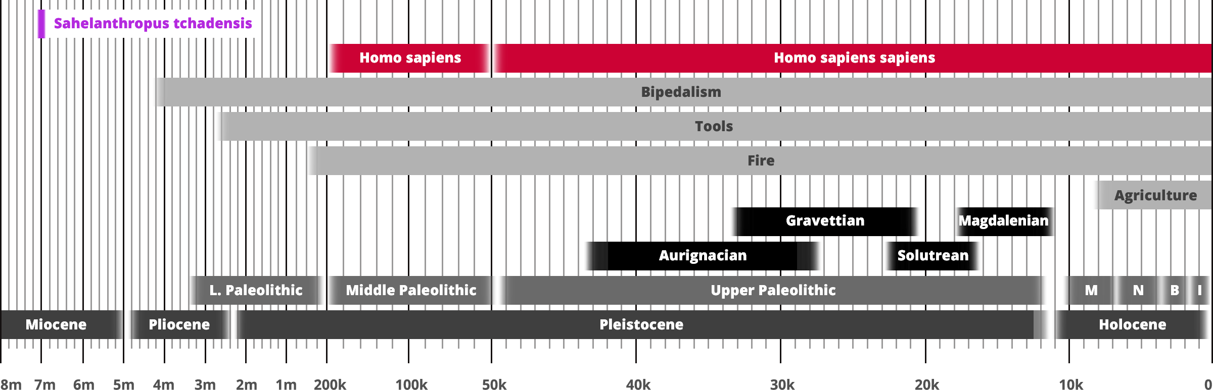 Sahelanthropus tchadensis