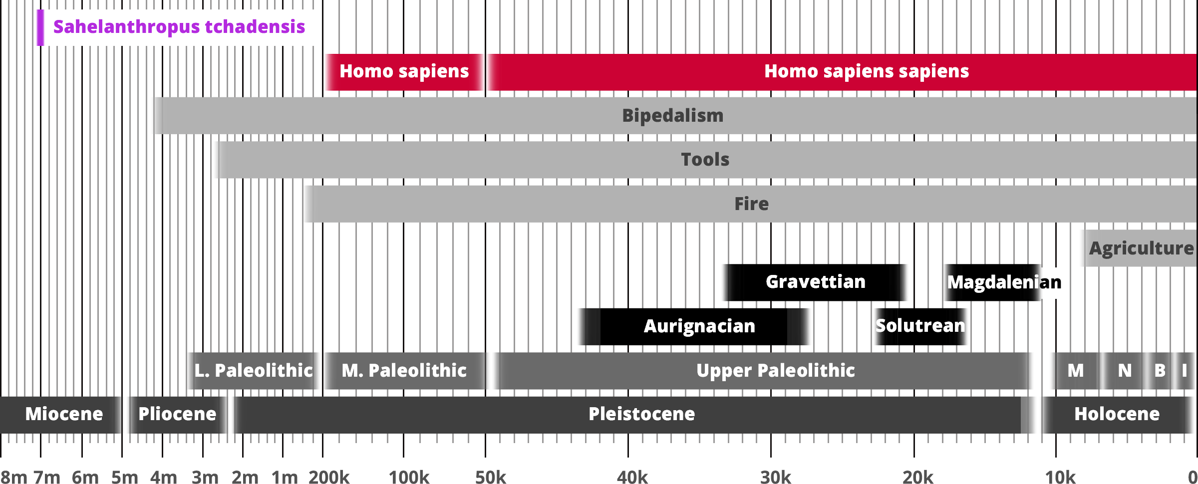 Sahelanthropus tchadensis