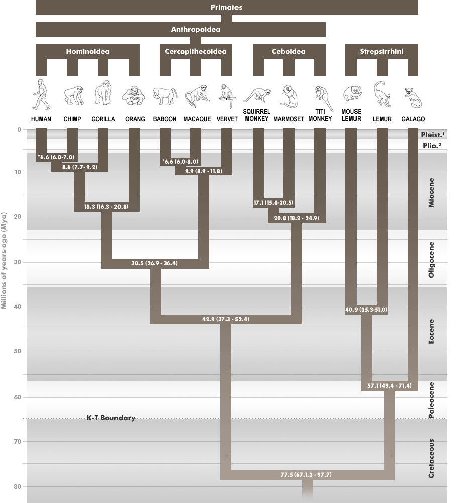 The reconstructed phylogeny of the Order Primates showing high and low divergence dates for each node