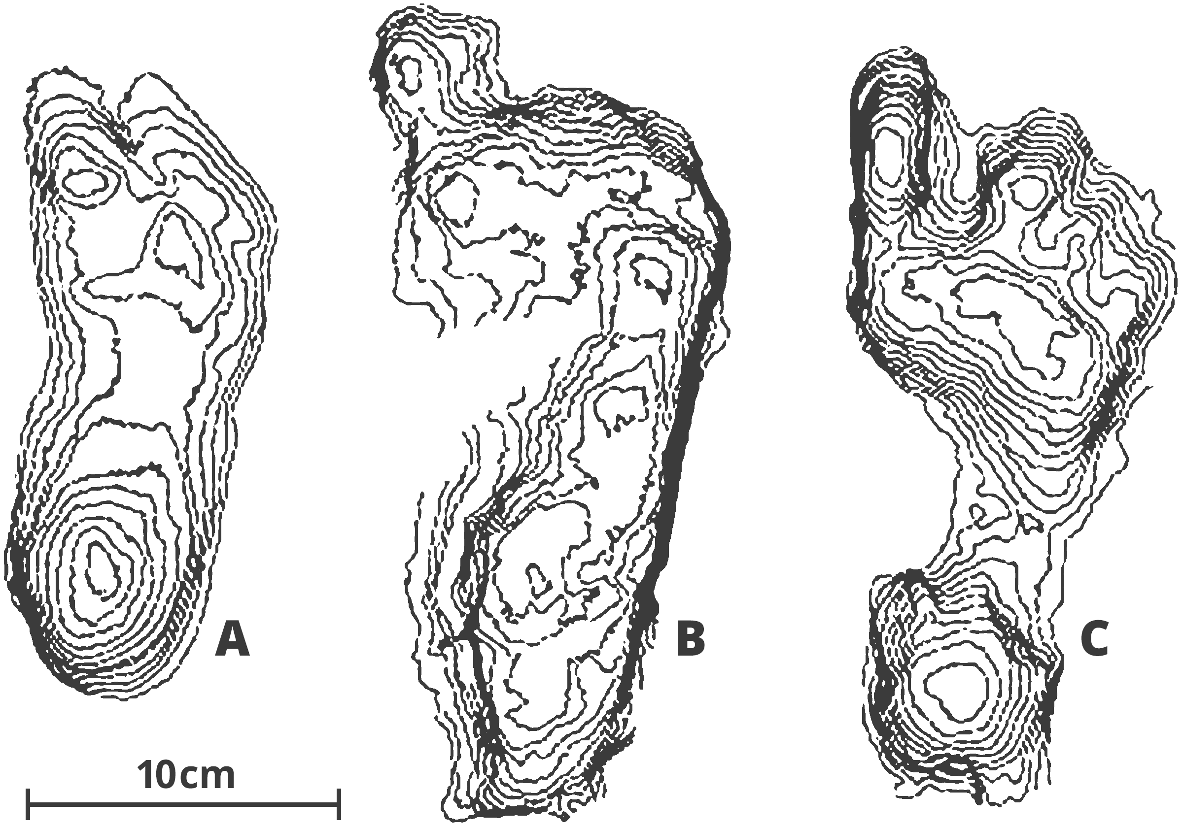 Prone and supine views of the left hand of Ardipithecus ramidus illustrating primitive features that don't appear in more specialized apes such as chimps