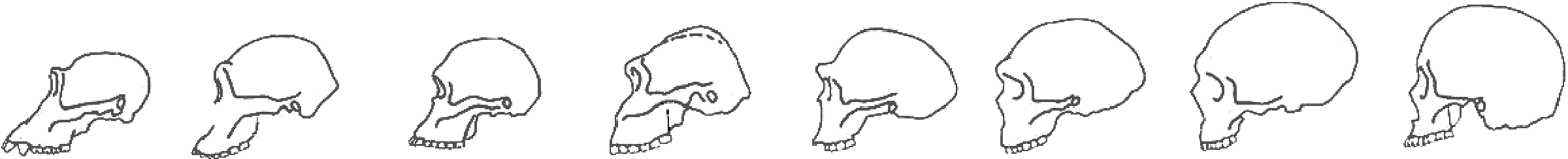 Diagram of Hominin Skulls