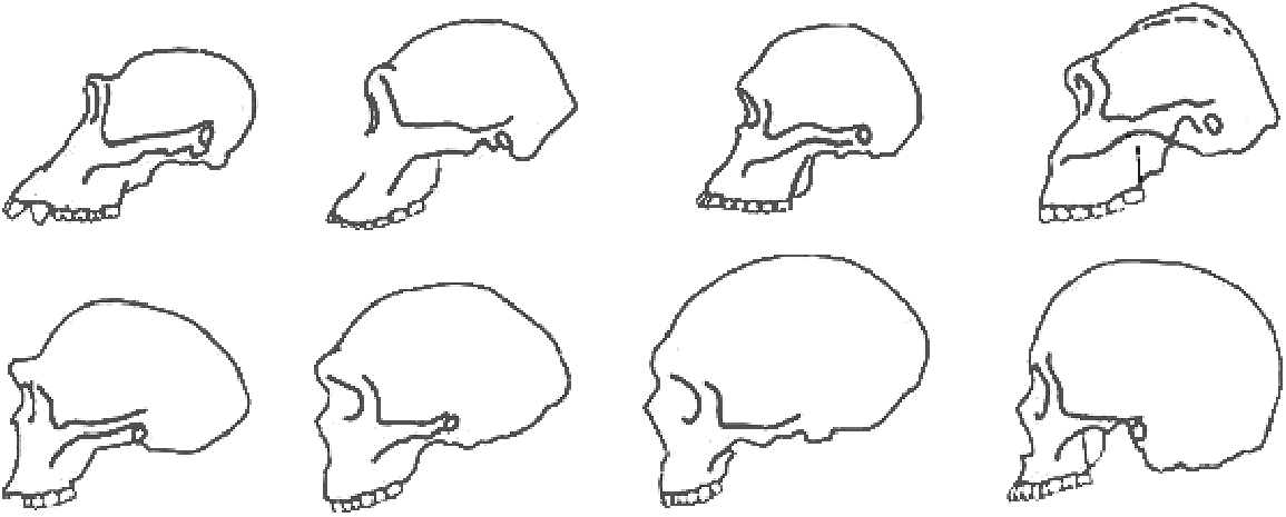 Diagram of Hominin Skulls