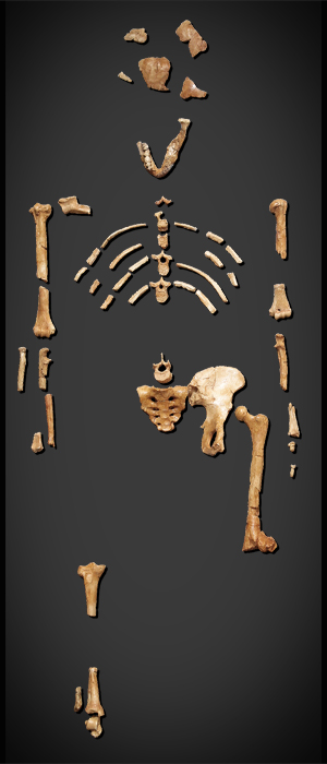 australopithecus afarensis tools