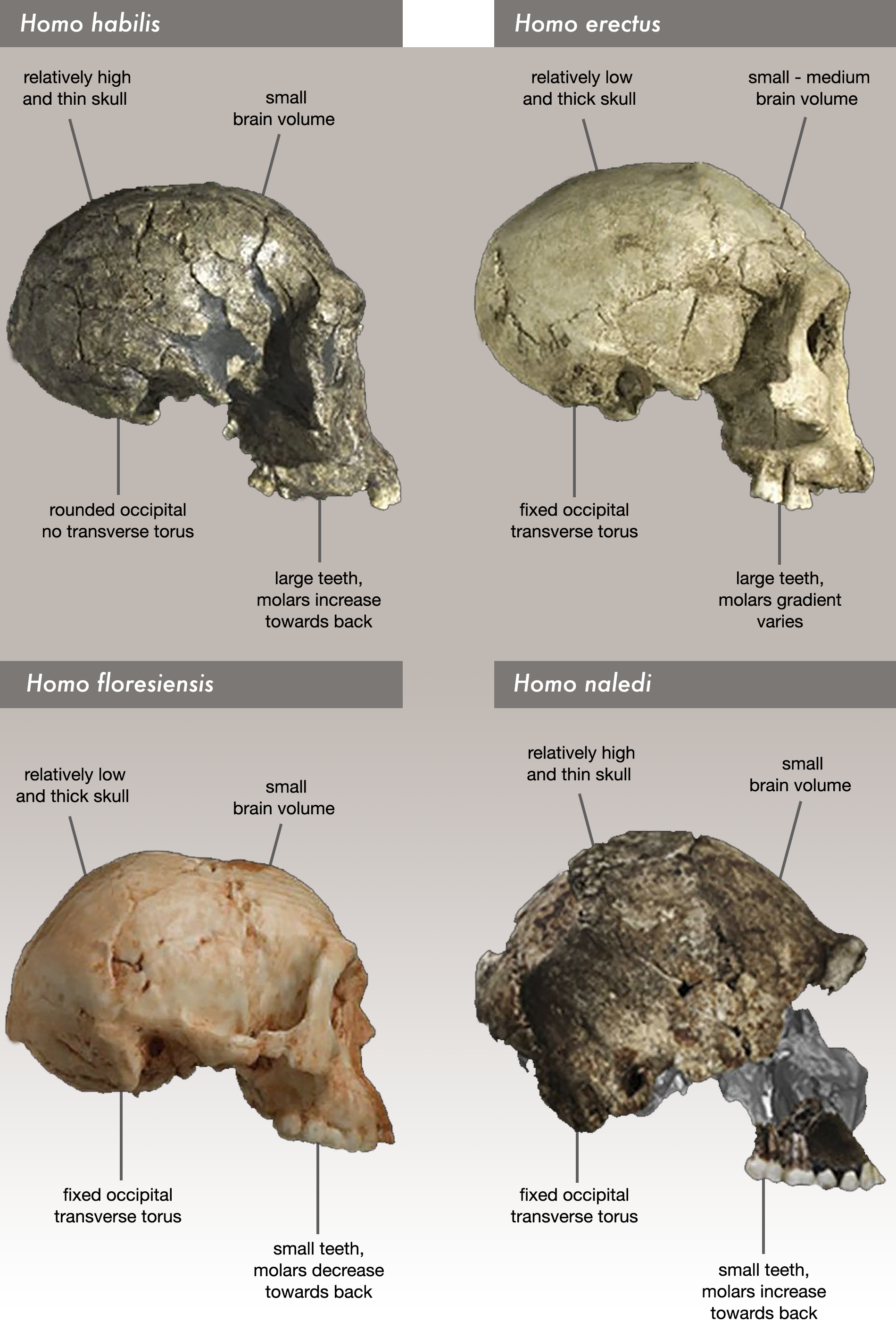 Comparison of skull features Homo naledi