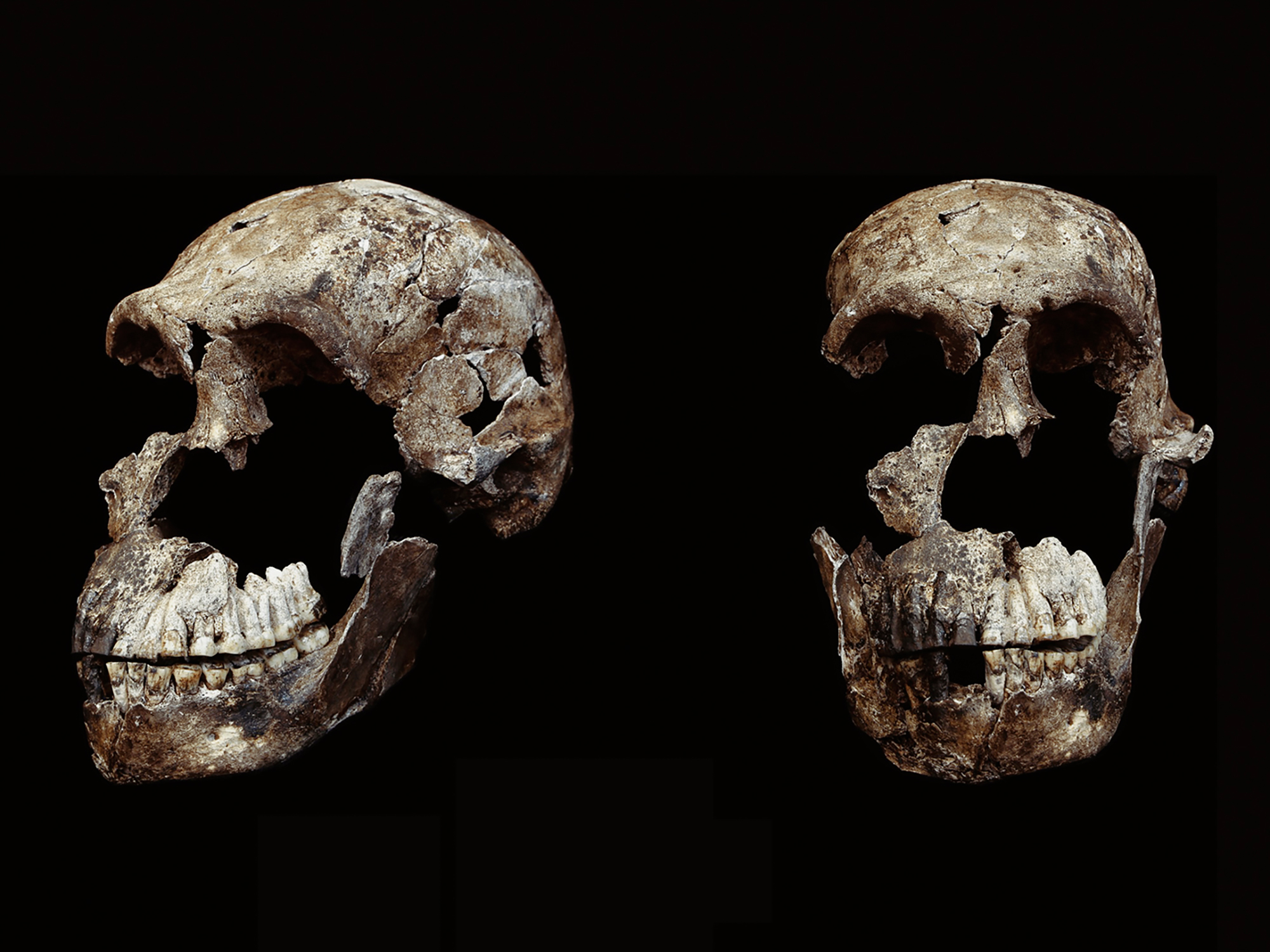 Homo naledi discovered in the Rising Star Cave