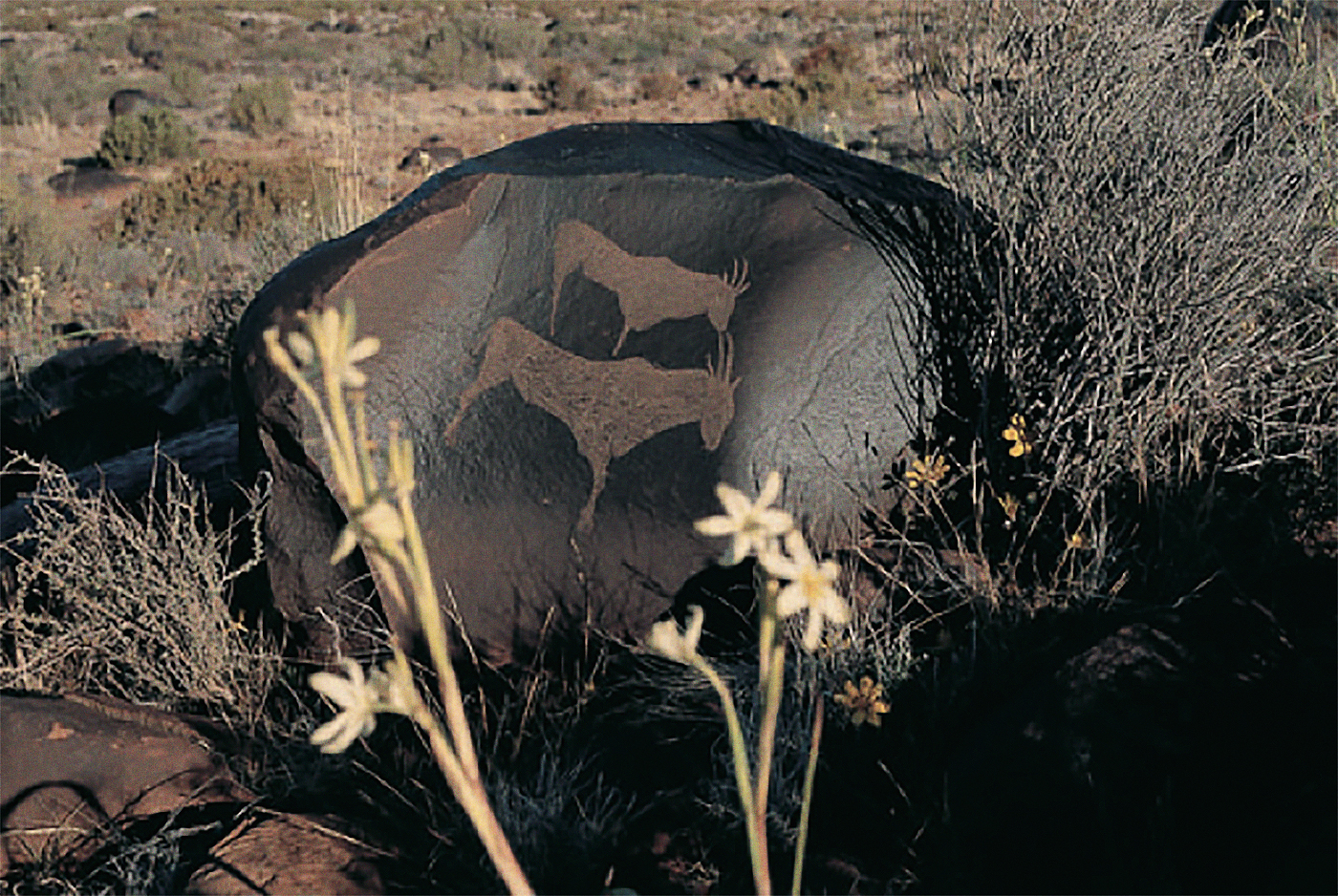 Two eland engraved on dolerite in the |xam heartland