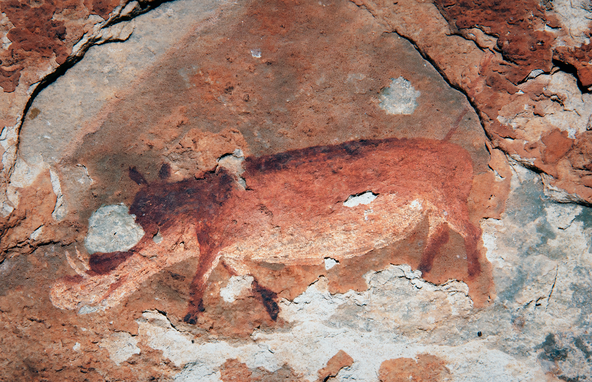 A shaded polychrome bushpig from Eland Cave.