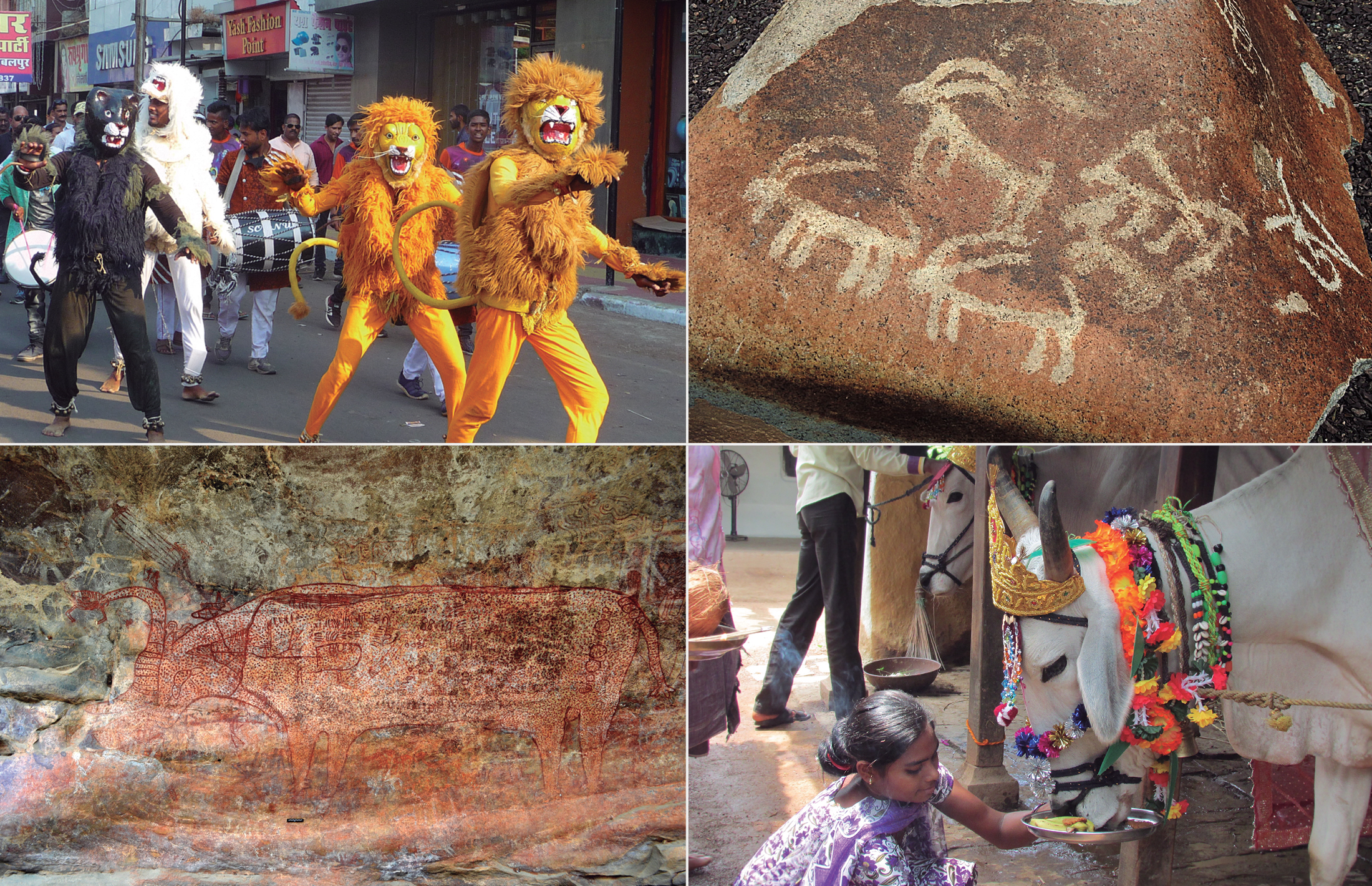 (top left) Men dressed as lions are dancing during Navratri festival. (top right) Representation of an ibex with long curved horns. (bottom left) A huge bull with dots painted in red is facing left. Its inside is filled with various non interpretable motifs. A small stag is overcrossed by the right horn, while a very small man holding a big fish is a bit higher. Right behind him there is a much bigger man with a striated body. Just above its back there are faint traces of animals with body decoration from the Mesolithic. Behind the bull is a hodgepodge of representations with many superimpositions. (bottom right) Beautifully adorned cattle for the Pola festival in Chhattisgarh are being hand fed.