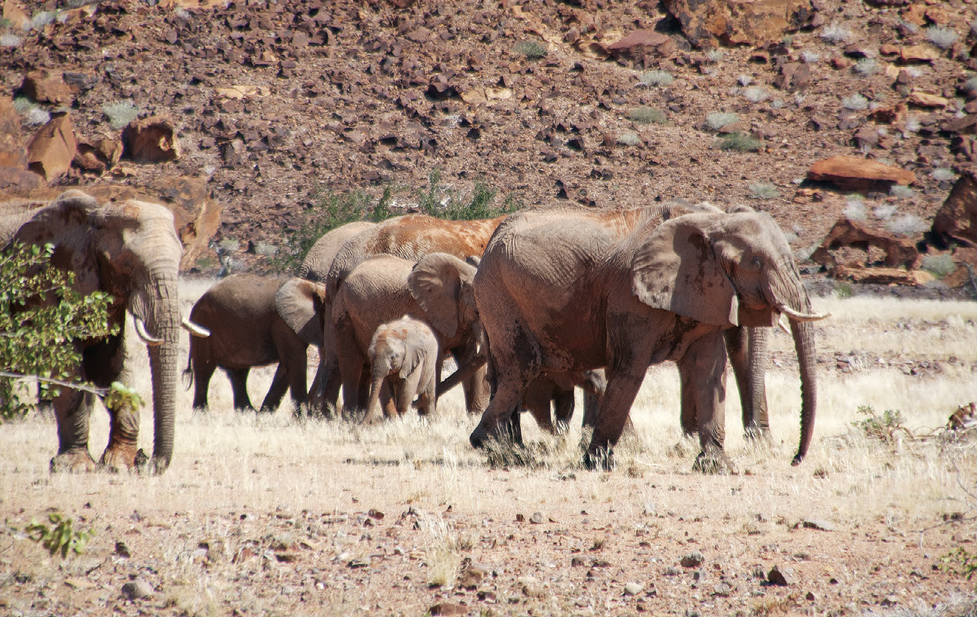 Elephants Twyfelfontein Country Lodge Namibia