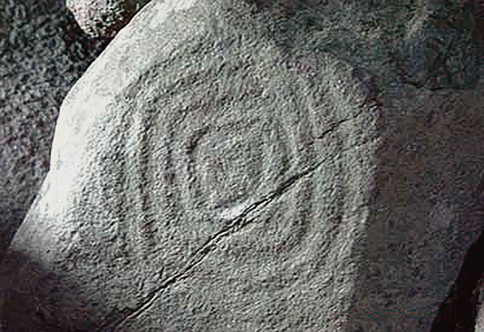 Rock Art Petroglyphs Little Sister Island Santa Catarina Brazil Archaeology