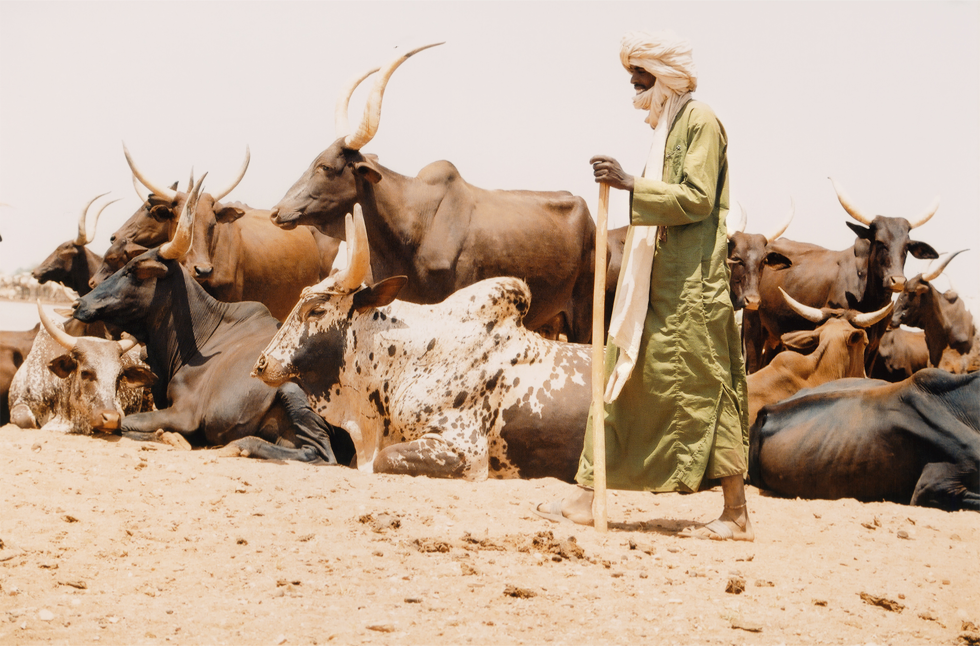 Cattle herders Tuareg Sahara Africa Bradshaw Foundation